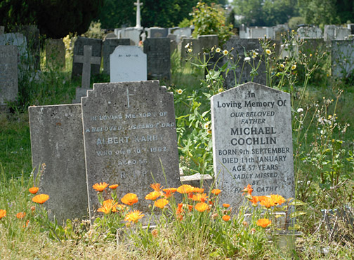 SPCC-marigold-photo